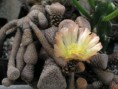/album/opuntia/o-c-jpg/